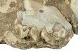Bargain Fossil Oreodont (Merycoidodon) Jaws - South Dakota #249295-1